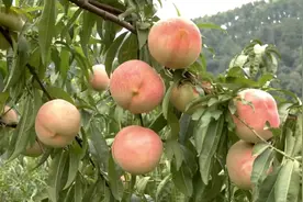 秋天才上市的桃子您吃过吗？图片