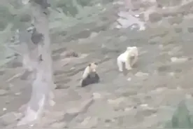 青海惊现白色、熊猫色棕熊……图片