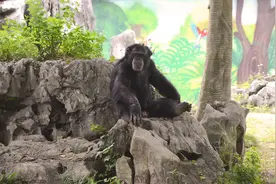 神奇动物都在南宁动物园！凭一己之力带火整个动物园，是什么让它们“疯狂”？图片