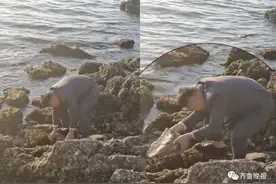 山东海边拍婚纱，准新郎们动作“出奇一致”图片