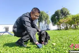 “传奇警犬”暮年犹勇：退休前站好最后一班岗图片