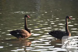 安徽大学3只黑天鹅来到合肥翡翠湖风景区安家图片