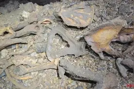 湖南百米深洞穴发现大熊猫化石！专家：至少有三只，或失足坠落图片