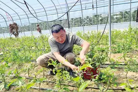 走进乡村｜牟平有个“娃娃书记”，带领村民念起乡村“致富经”图片