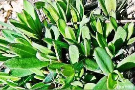 山菜情浓化不开图片