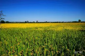 辽宁秋收进度接近五成 粮食已收获2573.2万亩图片