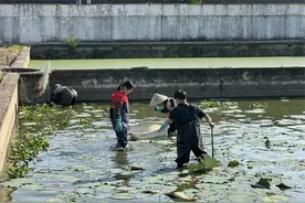 每斤的价格大概在60元至100元，钱塘本塘甲鱼销售进入旺季图片