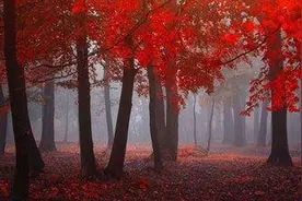 天涯海角有尽处，只有师恩无穷期图片