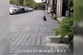 流浪猫叼5只幼崽来“投奔”，女子：曾投喂它一个月图片