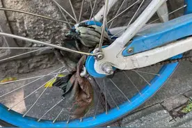 尴尬！杭州女子裙裤卡进自行车，多亏路人拿出了打火机图片