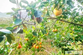 硕果累累，挂满枝头图片