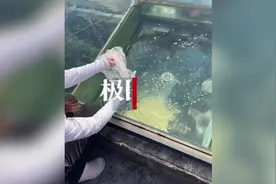 男子在自家阳光房顶建鱼池：花费三四万，养的多是家人爱吃的鲫鱼图片