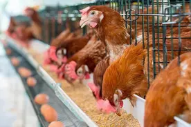 鸡为何每天都会下蛋？鸡蛋被拿后，它不生气吗？图片