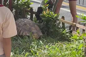 深圳街头绿化带现大龟，业内人士：系国家二级野生保护动物图片