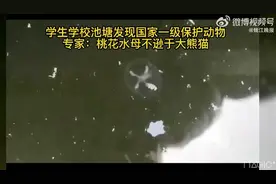 学校池塘发现国家一级保护动物！专家：不逊于大熊猫图片