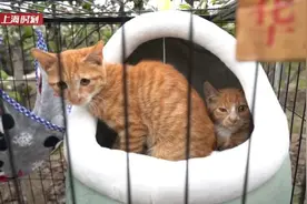 上海也有“猫岛”了？开门一个多月，已接收流浪猫超百只图片