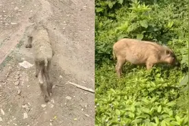 大白猪被绳索套住半个月后骨瘦如柴，被主人找回：它毅力很强视频封面
