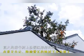 苏州一地铁站因柿子树成网红打卡点，这便是自然给城市的惊喜馈赠图片