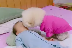 狗狗轻吻熟睡宝宝为其盖被引网友点赞，专家：建议避免过于亲昵图片