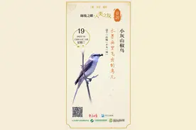 秘境之眼·人类之友 日历｜小灰山椒鸟：水墨画里飞出的鸟儿图片