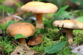 盘点云南历届“野生菌王”图片