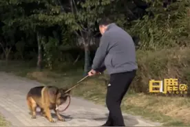 狗子贪玩拒回家和主人上演极限拉扯，路人：僵持10分钟还是狗子获胜图片