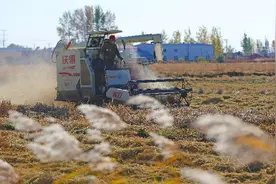 乡村振兴｜辽宁秋粮收获进入高峰期 农业机械显身手图片