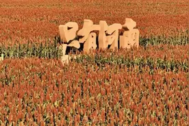 “只有河南”的高粱丰收了图片