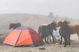 小伙露营时下山打水，马群趁机占领营地偷吃食材，车友帮忙驱赶不料又来图片