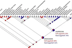 最早恐龙蛋是软壳？中外科学家最新合作研究提出三大质疑图片