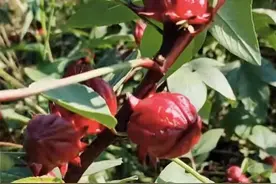 路边发现神秘野果，已“销声匿迹”多年！网友：浑身都是宝图片