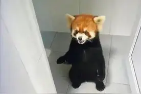 这“熊孩子”太可爱了！小熊猫“越狱”溜进云大宿舍，昆明动物园：出逃原因正在排查图片