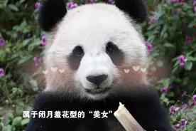 全球连线 |“国宝”抵达卡塔尔 开启中国与中东地区首个大熊猫项目合作图片