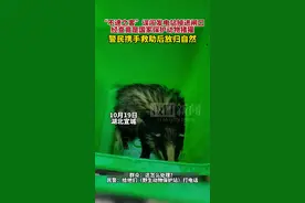 猪獾失足落入闸口，警民携手救助后放归自然图片