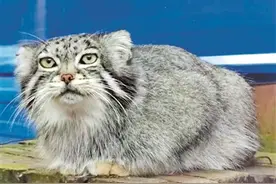 明明是猫，为何兔狲名中带兔带狲图片