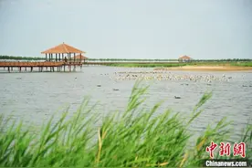 水丰鱼鲜民富 查干湖“年年有鱼”源自一本生态账图片