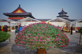 大立菊花开千朵是如何实现的？天坛公园菊花班班长揭秘图片