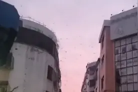 专家谈越冬燕子聚集盘旋：可能在南迁途中遇到寒流暂时停留图片