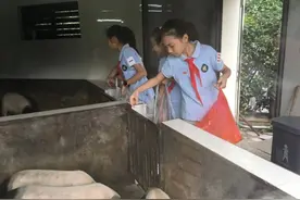 杭州这群小学生厉害了！在学校屋顶种菜养猪，务农所得干了许多了不起的事图片