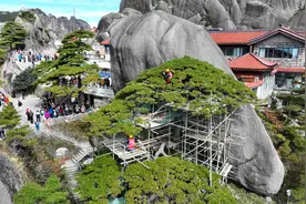 长势良好，未见明显病虫害……黄山千年迎客松迎来第五次全面“体检”图片