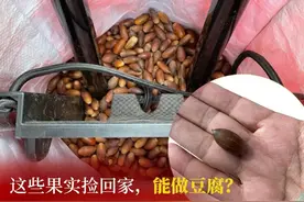 满满一大袋！别人在景区抬头赏桂，他们却在低头捡果子，拿回去做什么？用途让很多吃货都看傻眼图片