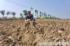 西安鄠邑区涝店镇1.8万余亩蔬菜迎来丰收图片