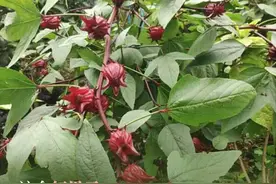 很多杭州人都表示第一次见！最近街头卖的这种红果子，你吃过吗？图片