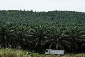 主产区降雨多 棕榈油价格恐继续上涨图片