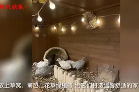 “下蛋小能手”芦丁鸡成网红宠物，南京有店铺一年卖出上万只图片