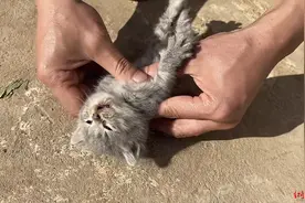 男子做心脏复苏救回濒死幼猫 宠物医生：多亏抢救及时图片