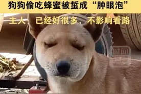 那些和蜜蜂“结仇”的猫猫狗狗，后来怎么样了？｜萌宠物语图片