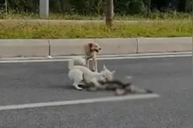狗狗车祸死亡同伴一直守身边，目击司机：万物有灵视频封面