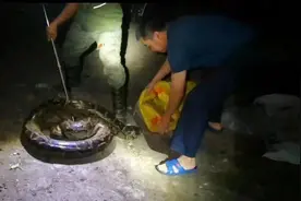 村民鸭子频繁失踪，竟是入了3米巨蟒腹中！蛇被捕获后已放生图片