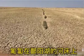 官方回应鄱阳湖现巨型“地笼阵”：禁渔前所残留，已清理图片